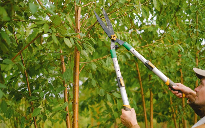 Tree trimming in Worden, MT